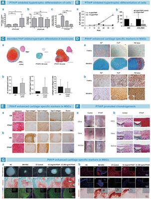 Research progress of functional motifs based on growth factors in cartilage tissue engineering: A review